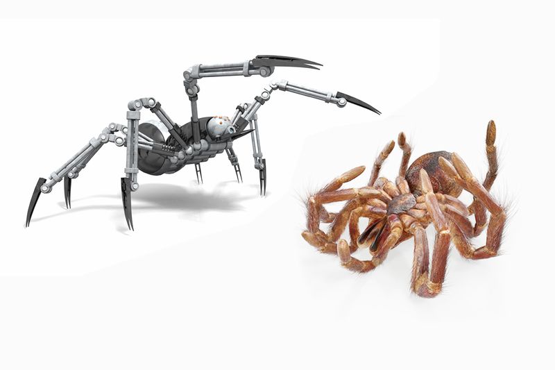 Why Do Spiders Curl Up When They Die? And It's Connection To Robotics