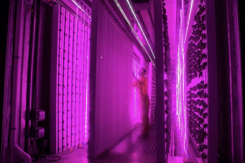 Video: Kimbal Musk â Elon's brother â is trying to change the way we eat... 2