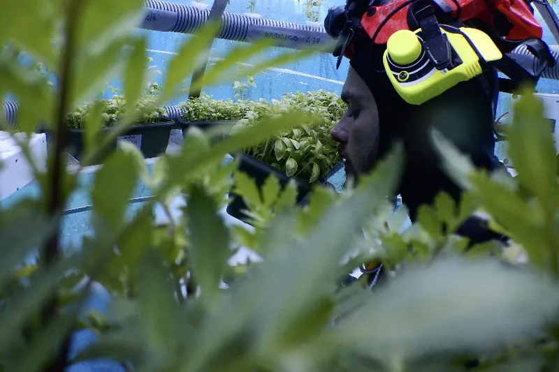 Video: A new form of agriculture, but under the water 4