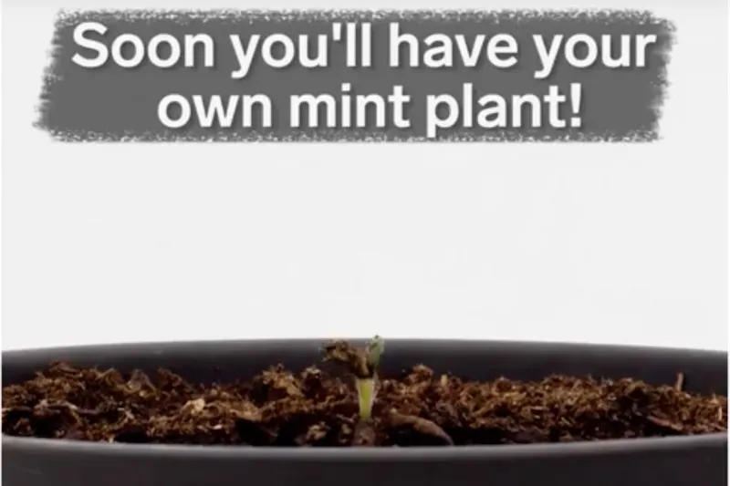 Video: These Lollipop Sticks Turn Into Plants!!