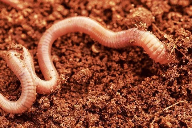 Earthworms born in Mars Soil, farming is more of a reality on Mars! 2
