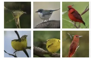 Microsoft created an AI drawing bot and the results  are amazing