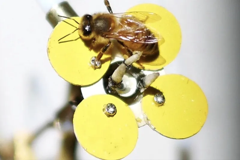 Video When Ecology and Technology meets