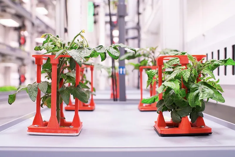 Scientists grows vegetables in sunless conditions