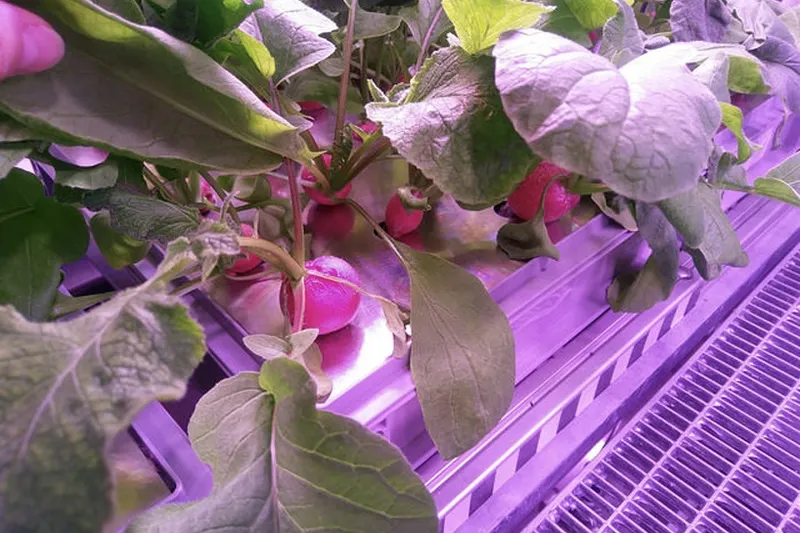 Scientists grows vegetables in sunless conditions