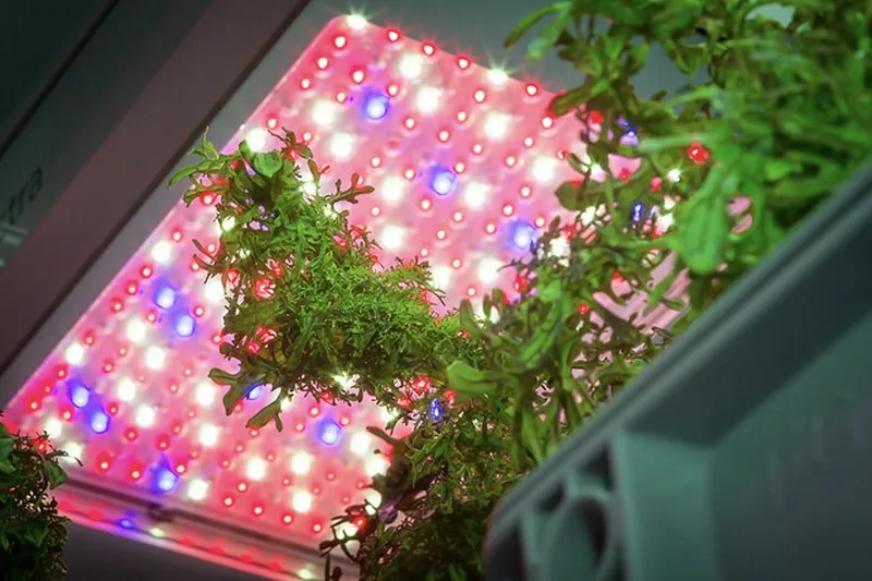 Scientists grows vegetables in sunless conditions