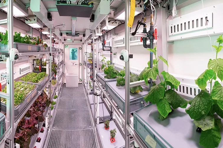 Scientists grows vegetables in sunless conditions