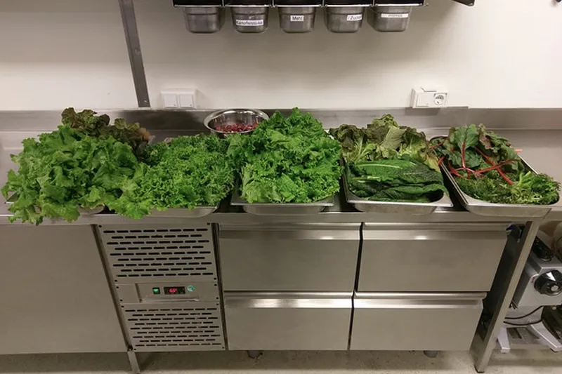 Scientists grows vegetables in sunless conditions