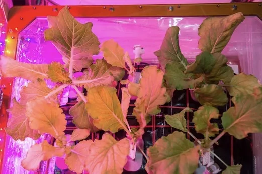 Tupperware in space will help grow space veggies!! 0