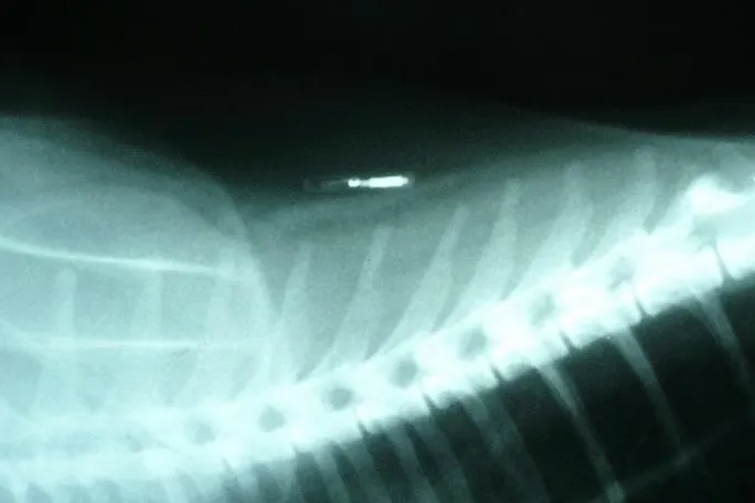 Are you ready to be microchipped? 1